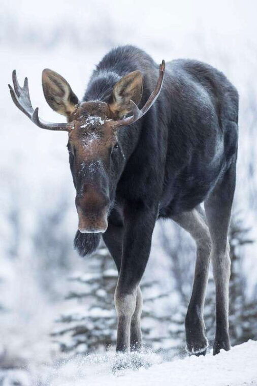 banff-winter-wilderness-walk-with-wildlife-tracking-2hrs