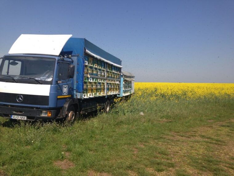 bees-in-romania-private-beekeeping-lesson-and-local-lunch