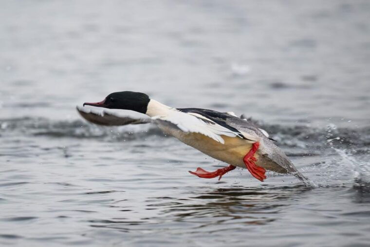 beginners-wildlife-photography-workshop