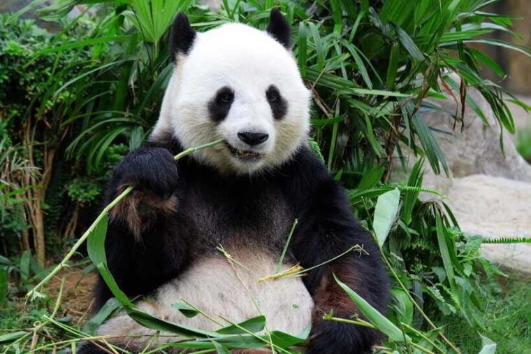beijing-summer-palace-and-panda-house-guided-tour