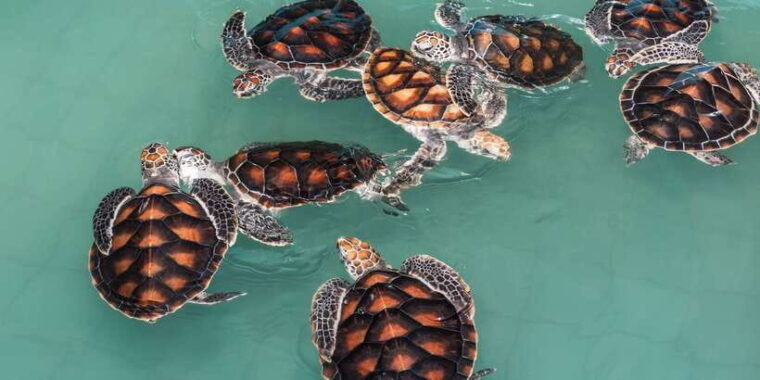 bentota-beach-river-mangroves-lagoon-wildlife-tour