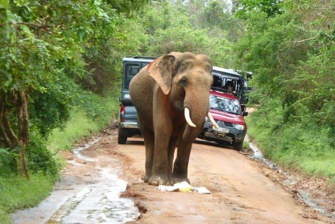 Bentota Tuk Tuk Safari - Practical Tips for Travelers