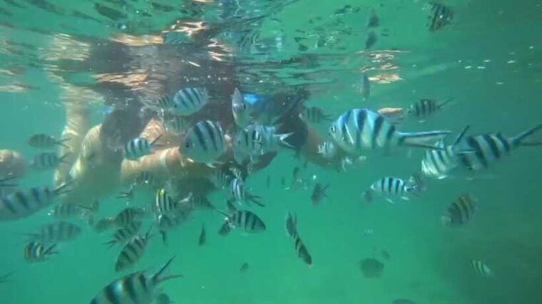 bintan-snorkeling-2