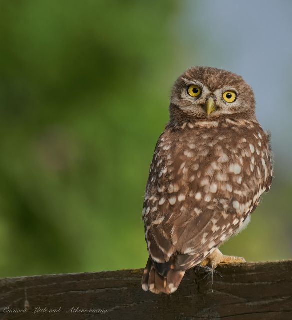 bird-watching-and-photography-private-tour-near-constanta