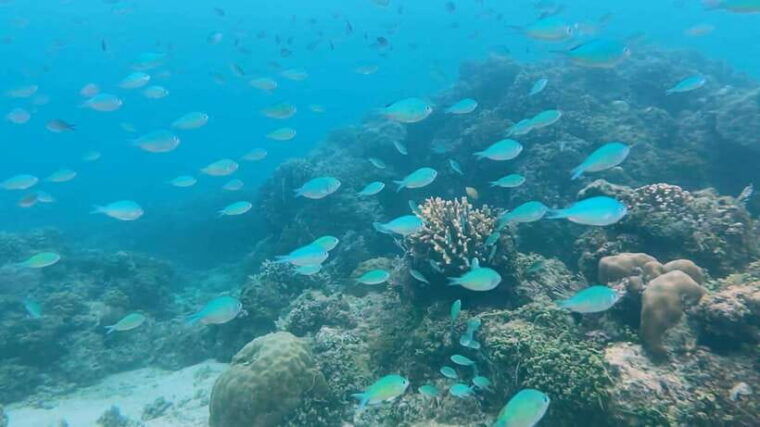 bohol-dolphin-watching-snorkeling-at-balicasag-island