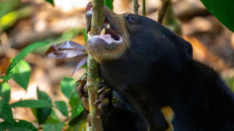 borneo-orangutan-proboscis-monkey-and-sun-bear-tour