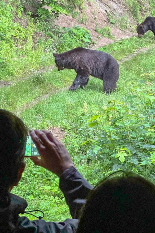 brasov-bear-watching-in-the-wild-from-a-hideout