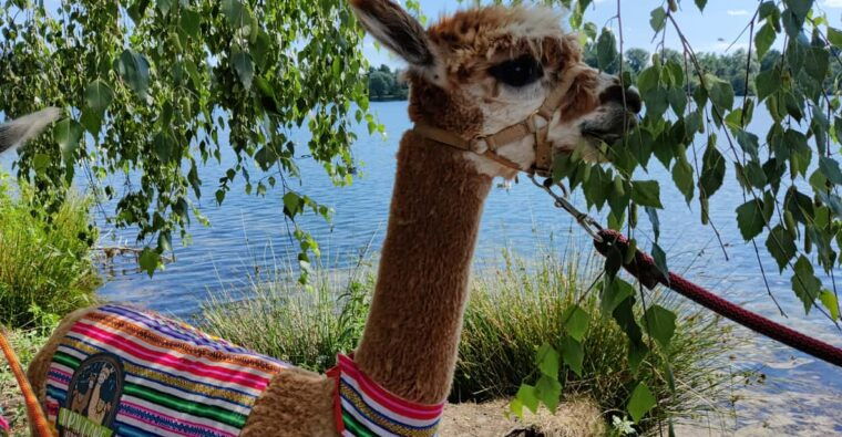 braunschweig-alpaca-trekking-tour