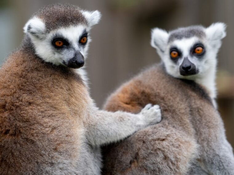 bristol-bristol-zoo-project-entry-ticket