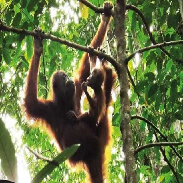 bukit-lawang-orangutan-tour-wonderful-jungle-view