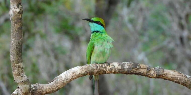 bundala-half-day-safari-private-tours-morning-afternoon