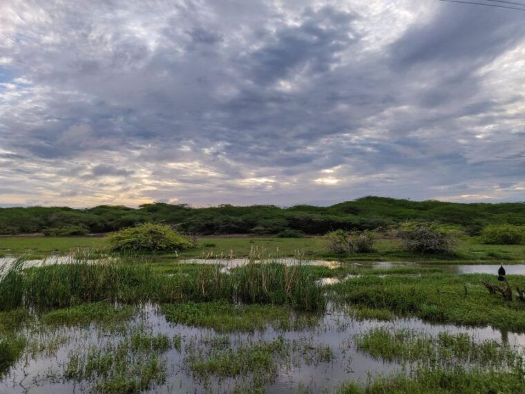 bundala-national-park-3-hour-morning-or-evening-safari