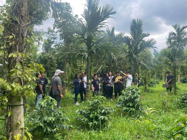 buon-ma-thuot-coffee-farm-tour-bean-to-brew-with-pickup
