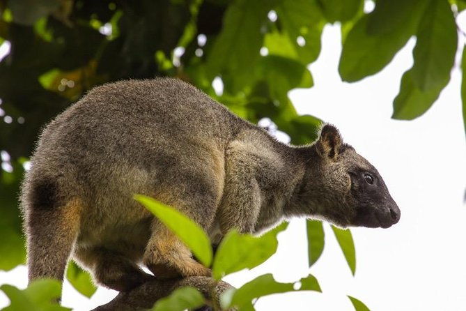 Cairns & Port Douglas All-Inclusive 7 Days Touring Package - Who Is This Tour Best For?