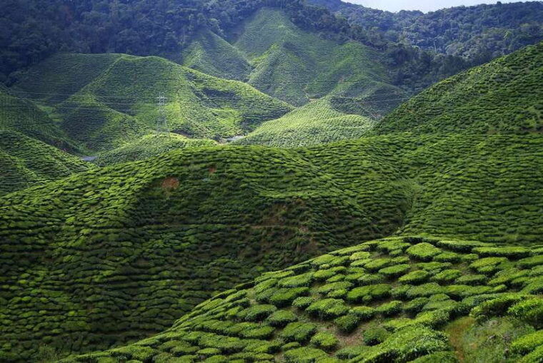 cameron-highlands-1-day-tour-from-kuala-lumpur