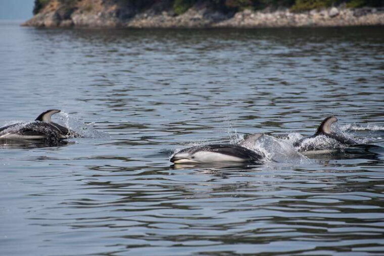 campbell-river-6-hour-whale-watching-boat-tour