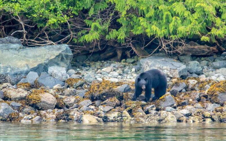 campbell-river-discovery-passage-wildlife-zodiac-boat-tour