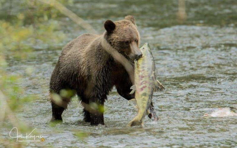 campbell-river-full-day-grizzly-bear-tour-with-lunch