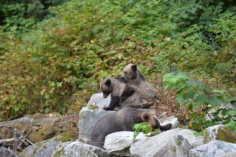 campbell-river-grizzly-bear-watching-tour-with-lunch