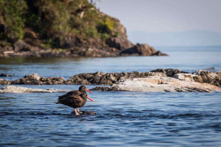 campbell-river-kayaking-and-whale-watching-tour