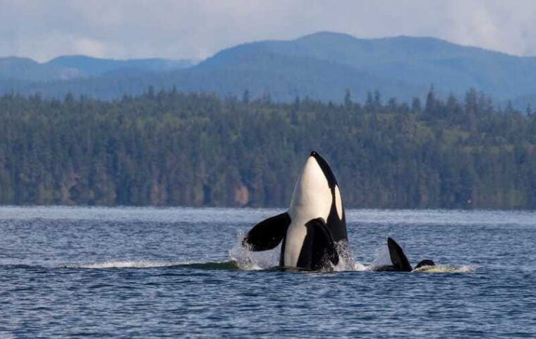 campbell-river-whale-watching-covered-boat-tour-with-lunch