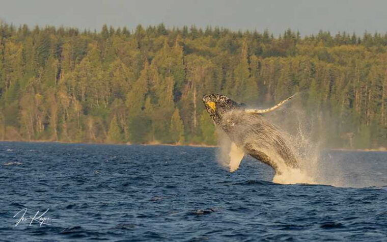 campbell-river-whale-watching-zodiac-boat-tour-with-lunch