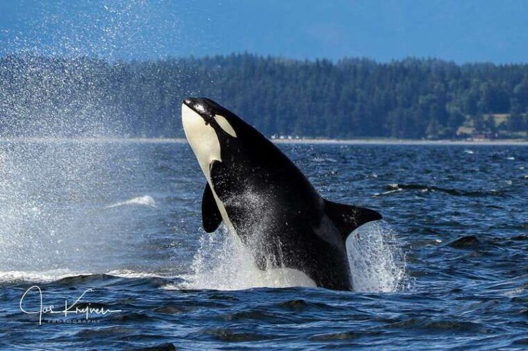 campbell-river-wildlife-tour-by-covered-boat