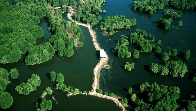 can-gio-mangrove-forest