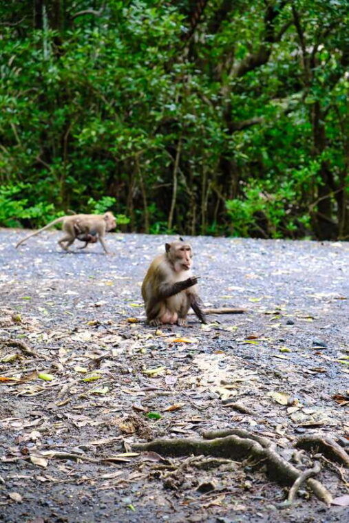 can-gio-mangrove-wildlife-day-tour-by-speedboat-from-hcmc
