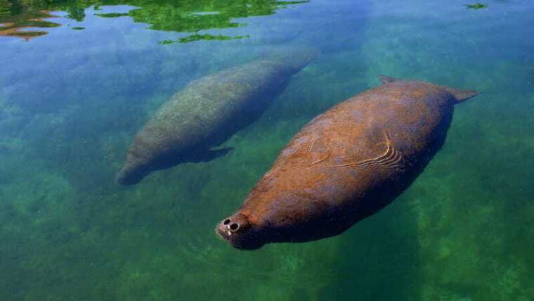 cancun-manatee-encounter-on-isla-mujeres-with-buffet-lunch