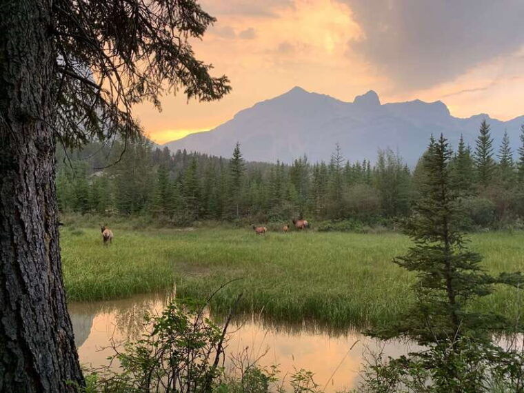 canmore-private-safari-drive-to-banff-park-nature-walk
