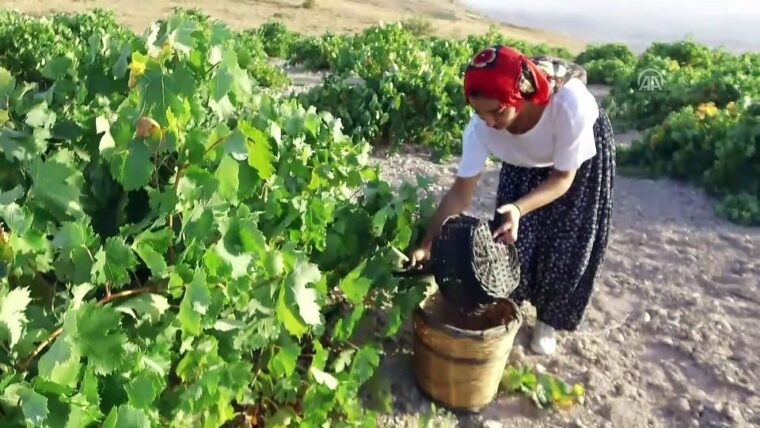 cappadocia-private-half-day-vineyards-wine-tasting-tour