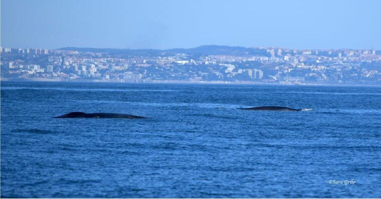 cascais-dolphin-watching-speedboat-tour