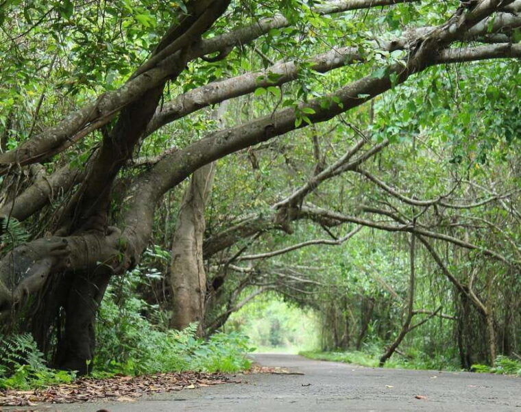 cat-ba-national-park-full-day-guide-tour-trekking-kayaking