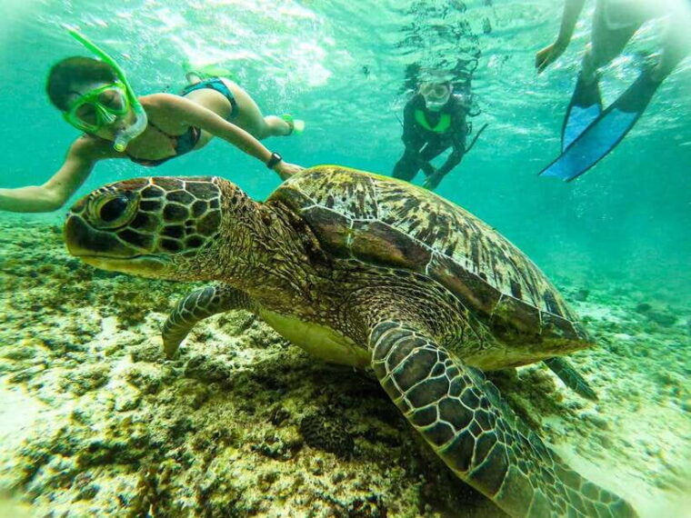cebu-kawasan-canyoning-moalboal-snorkeling-turtles-tour