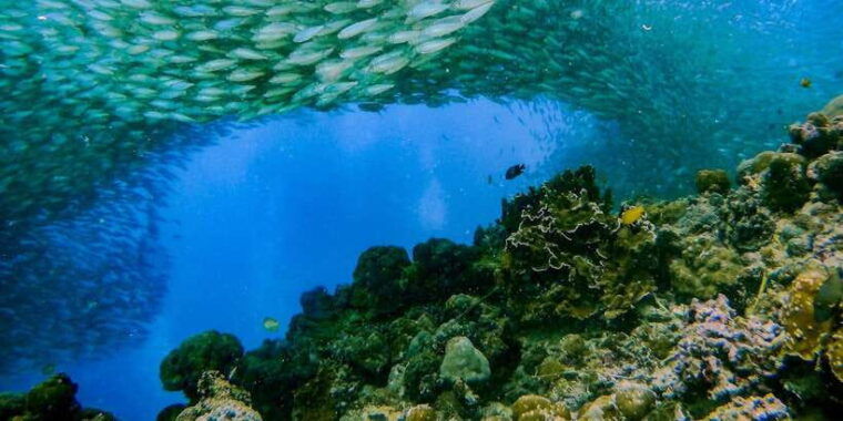 cebu-moalboal-sardines-and-turtles-snorkeling-tour