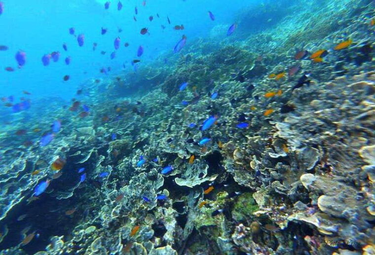 cebu-moalboal-scuba-diving-sardines-run-pescador-snorkel