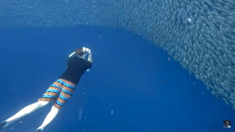 cebu-oslob-whale-shark-and-moalboal-snorkeling-adventure-2