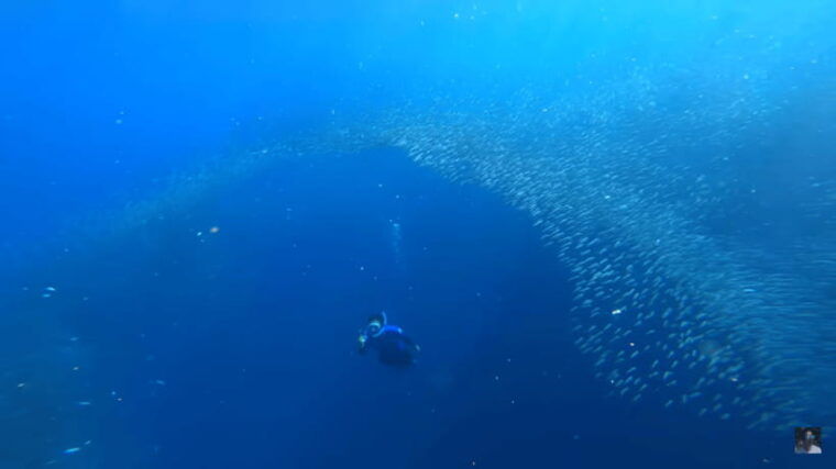 cebu-oslob-whale-shark-and-moalboal-snorkeling-adventure