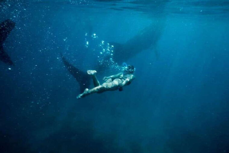 cebu-oslob-whale-sharks-tumalog-falls-sardine-snorkeling