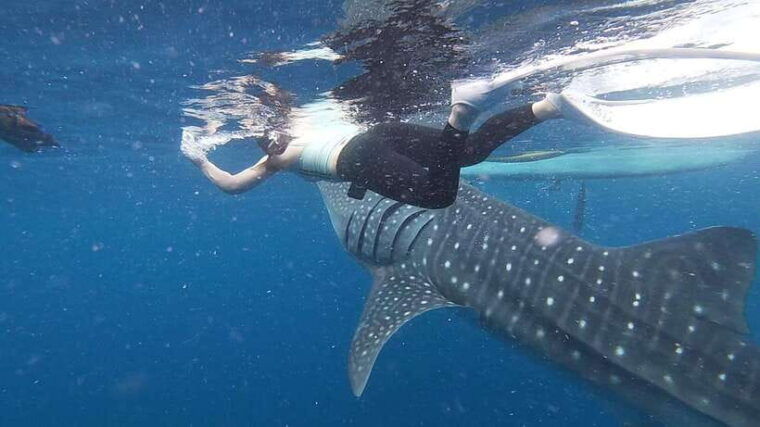 cebu-oslob-whaleshark-sardines-run-snorkeling-day-tour