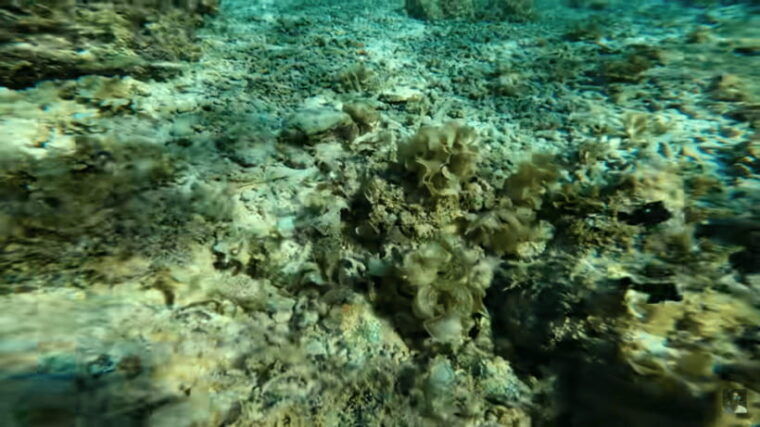 cebu-osmena-peak-hike-and-moalboal-snorkeling-escape