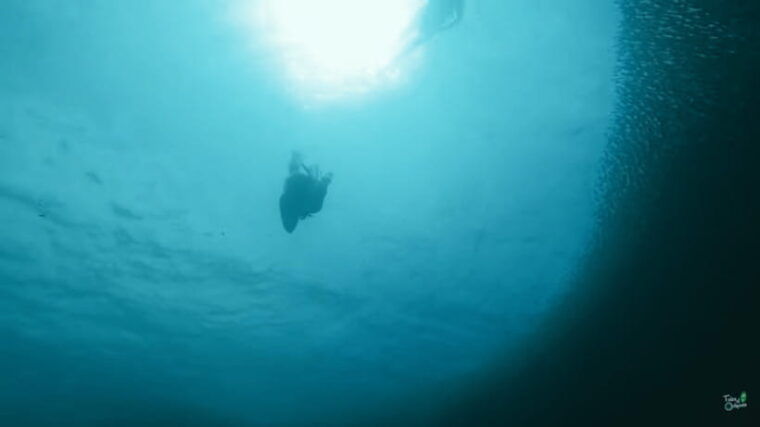 cebu-whale-shark-oslob-and-moalboal-snorkeling-adventure