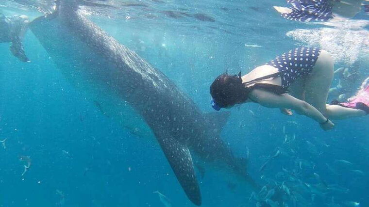 cebu-whaleshark-swimming-moalboal-snorkelling-day-trip