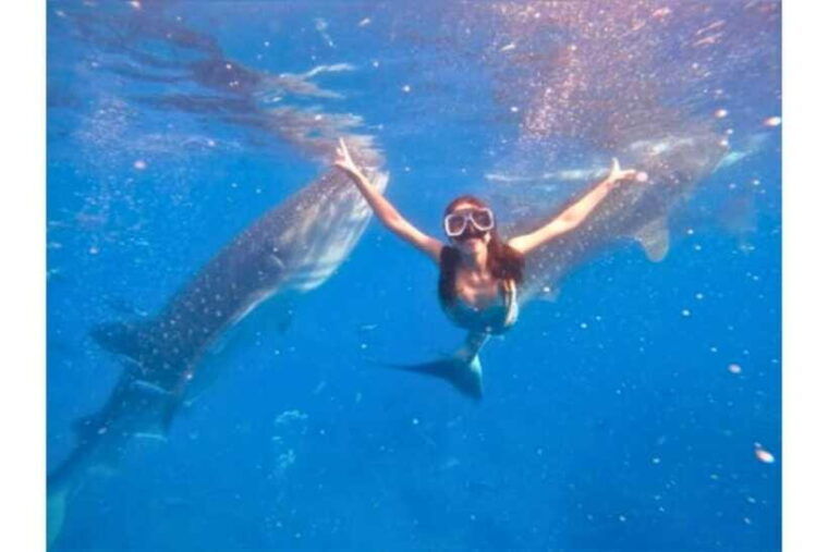 cebuwhale-shark-waterfall-and-sardine-run-group-tourmeal