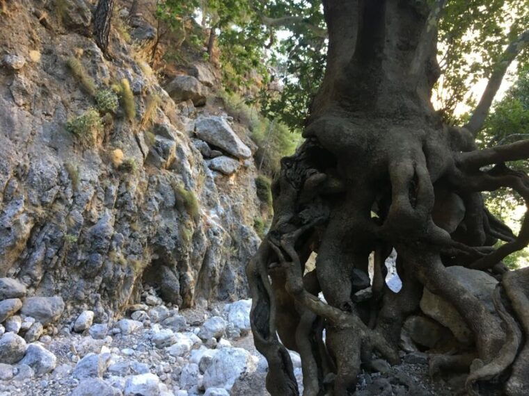 chania-white-mountains-private-tour-from-sea-to-summit-2