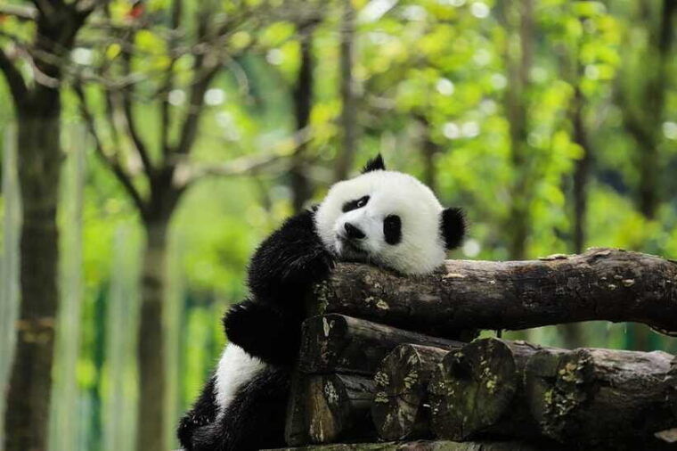 chengdu-giant-panda-base-half-day-tour-english-tour-guide