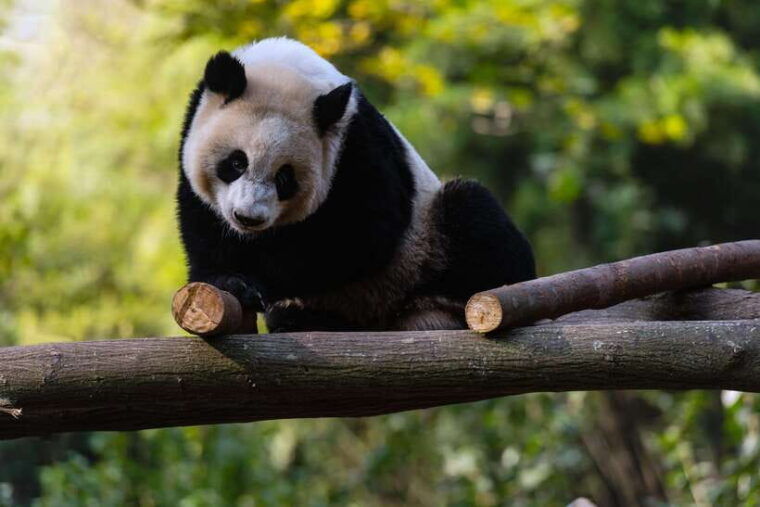 chengdu-leshan-buddha-optional-tours-w-transfer-or-guide