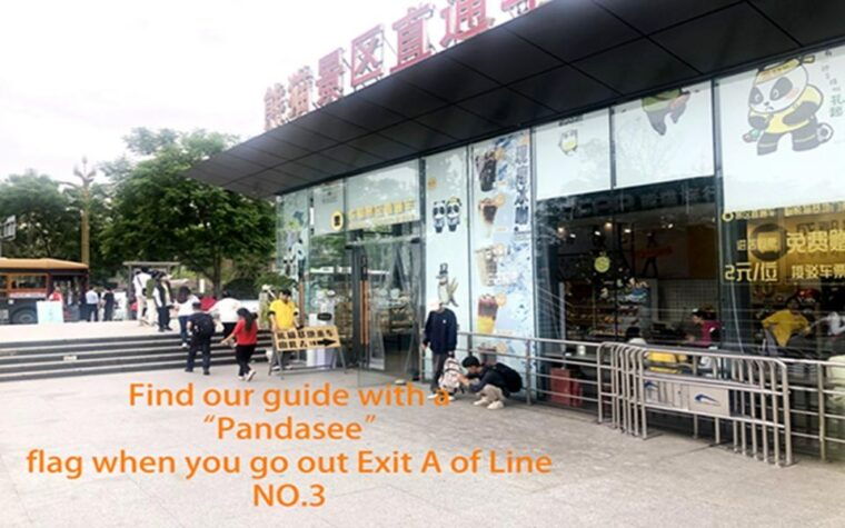 chengdu-panda-base-half-day-tour