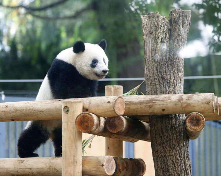 chengdu-panda-breeding-base-tickets-booking